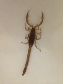  Centruroides limpidus.