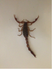Centruroides noxius.